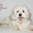 Havanese Amy