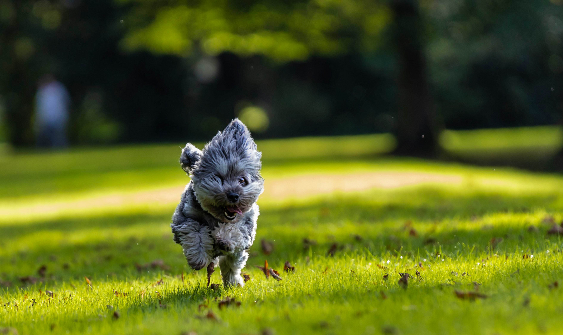 Havanese in the Park