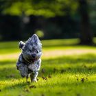 Havanese in the Park