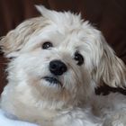 Havanese Purzel (1)