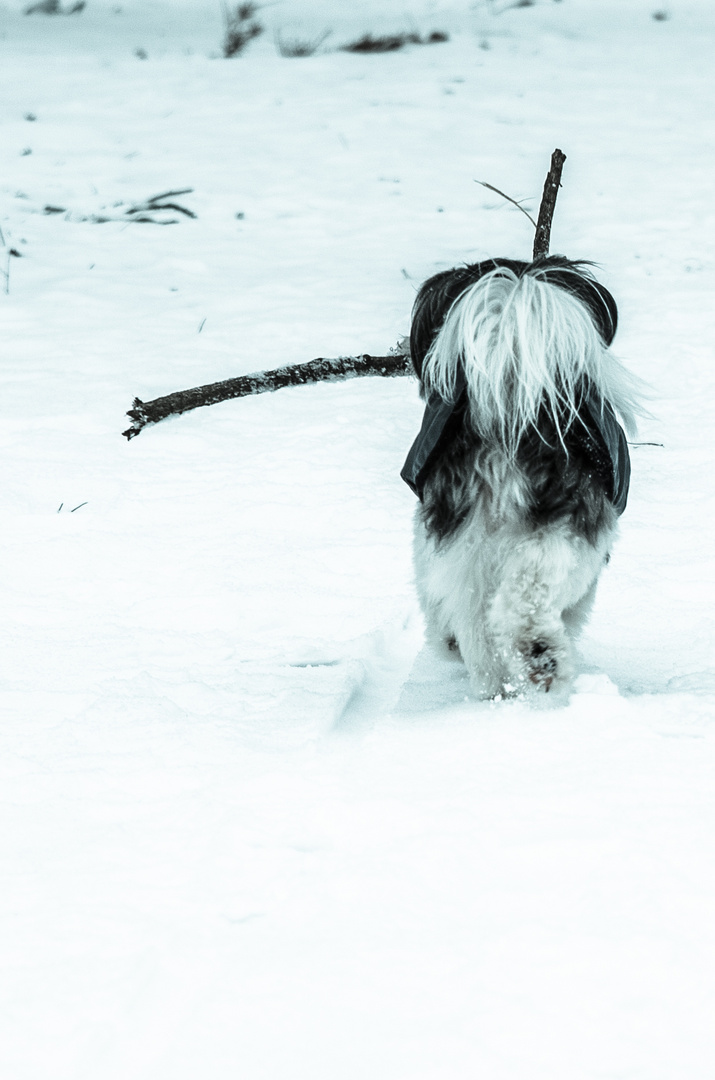 Havaneser mit Stock im Schnee