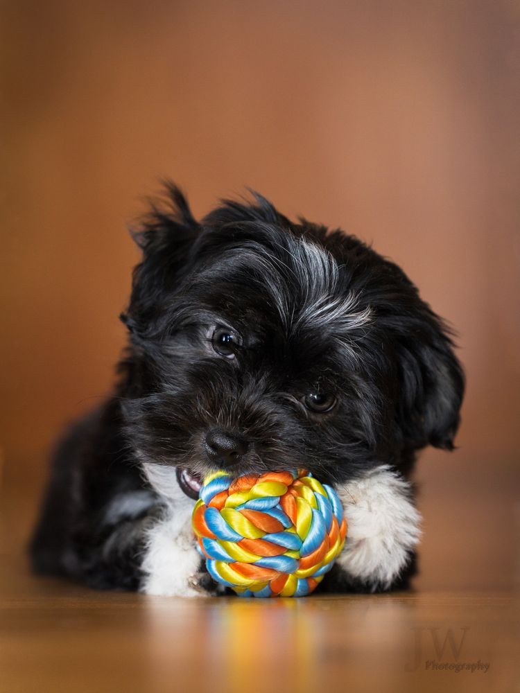 Havaneser Welpe Foto & Bild tiere, haustiere, hunde Bilder auf