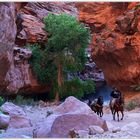 Havasu - Canyon