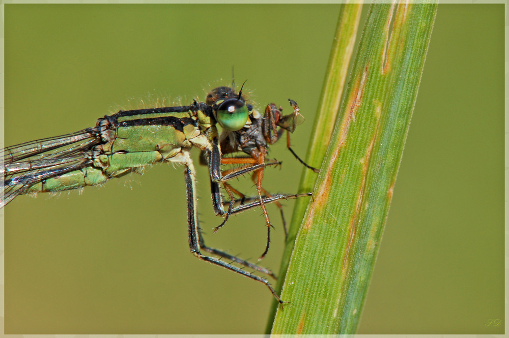 Have a Break - Have a Spider II