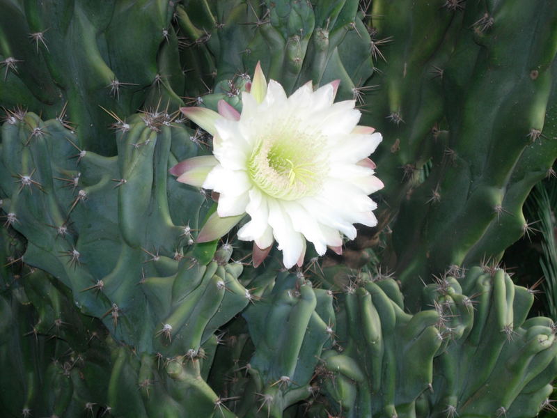 Have a thorny day