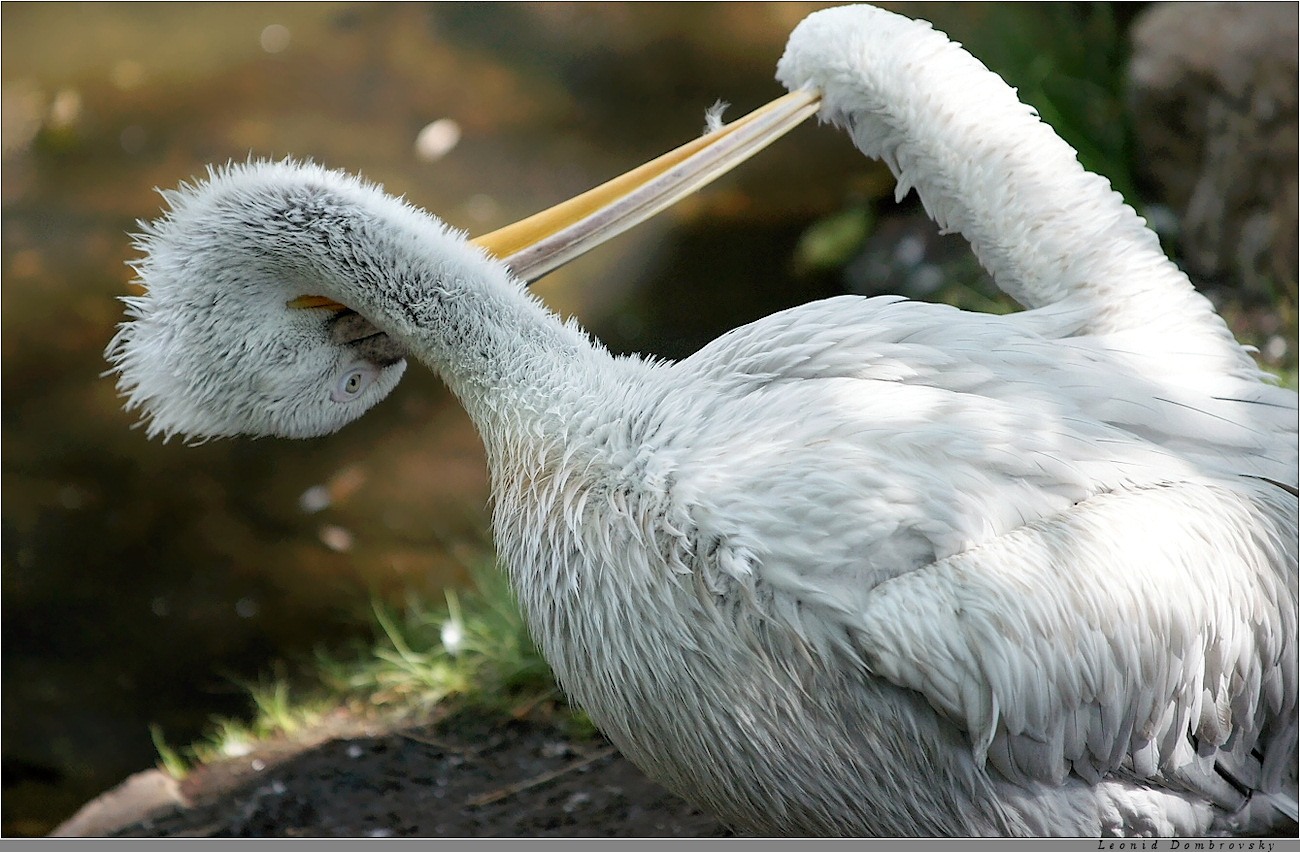 Have you cleaned your feathers?