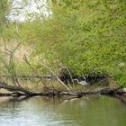 Havel im Frühling