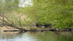 Havel im Frühling