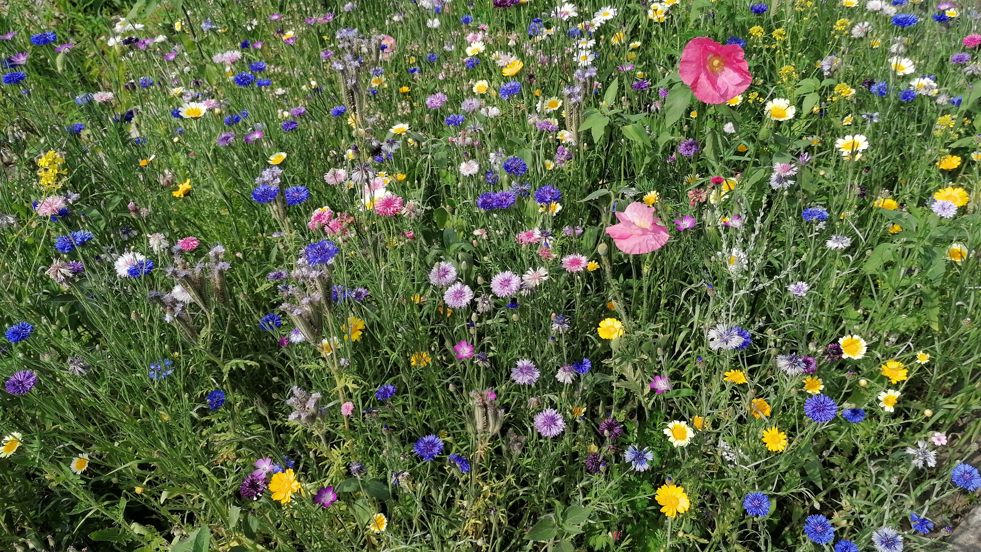 Havelland im Frühling