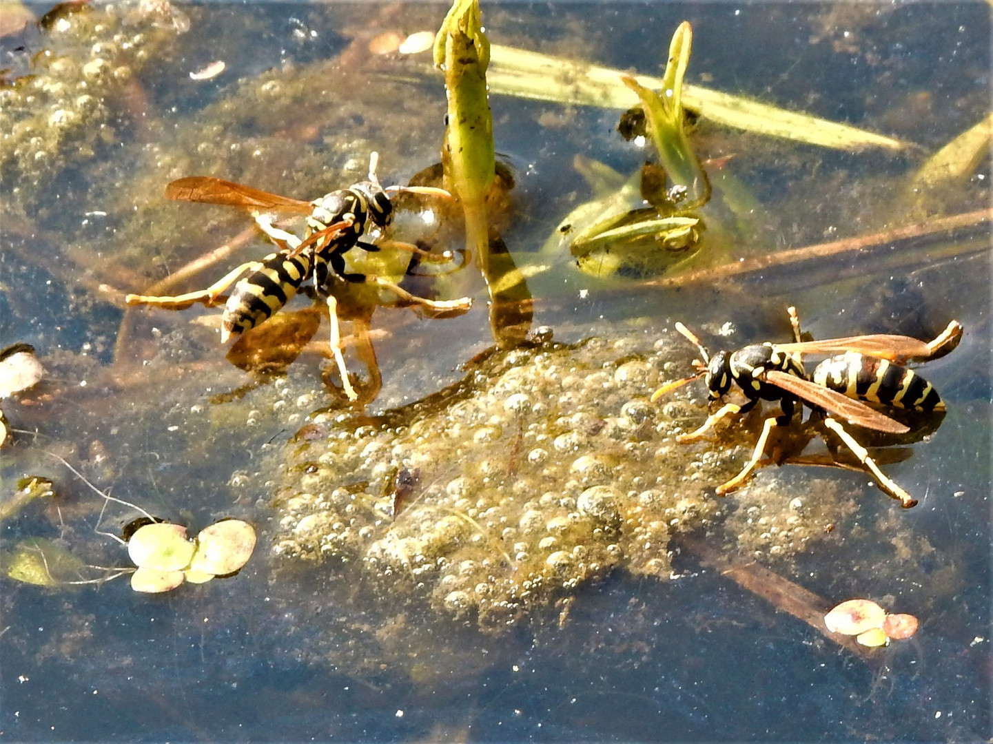 Havelland und das große Krabbeln und Summen im Frühling