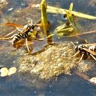 Havelland und das große Krabbeln und Summen im Frühling