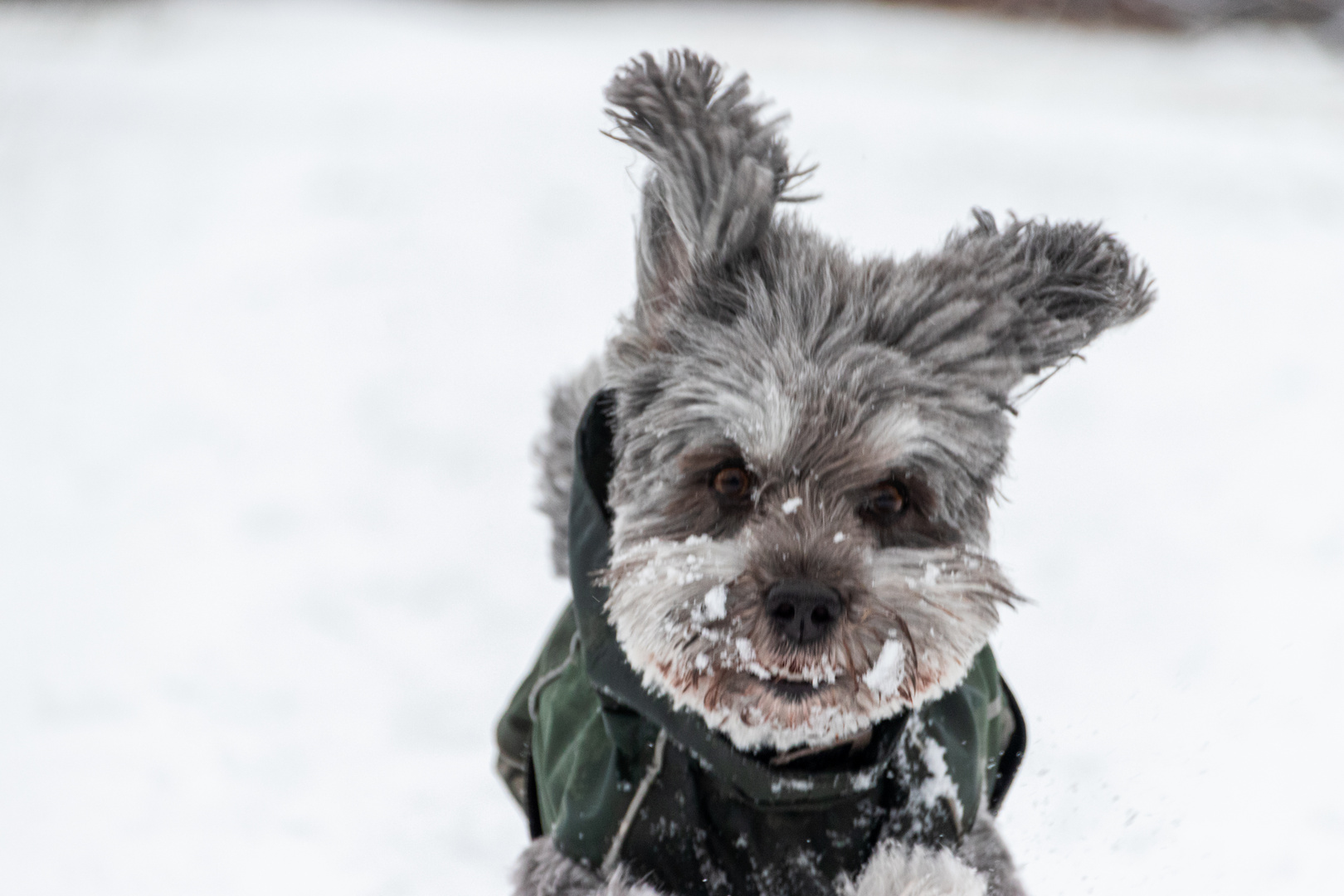 Havi im Schnee