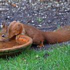 Having a drink