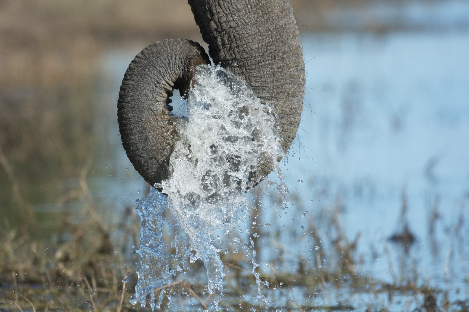 Having a drink...