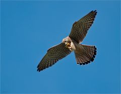 Having a little snack in flight