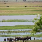 having a nice view from chobe nationalpark