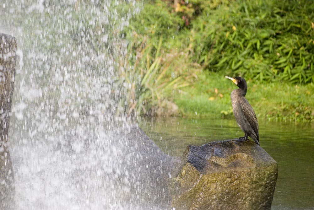 Having a shower, hoping for fish.