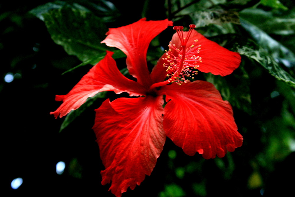 hawaii blume