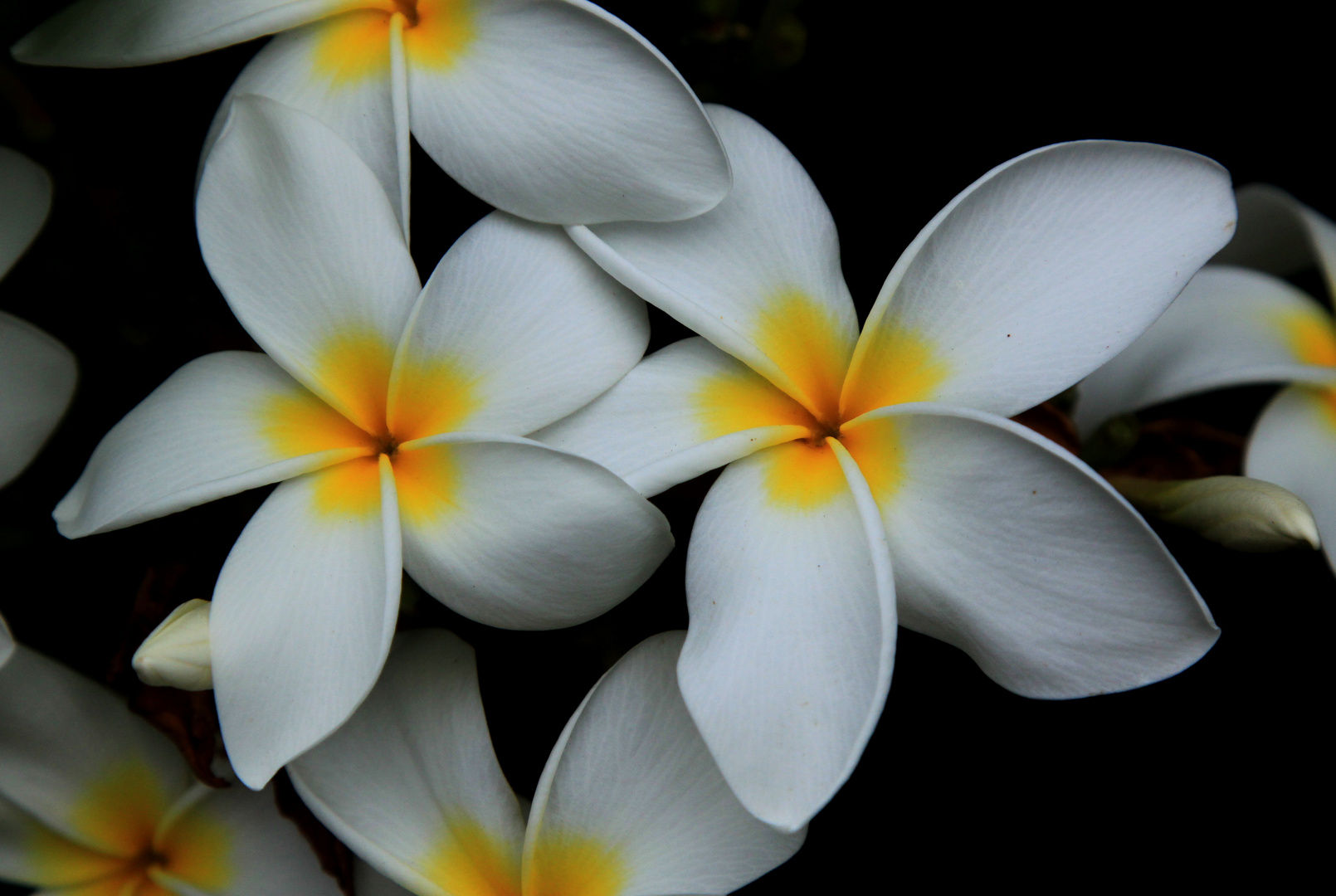 Hawaii Blume - Plumeria