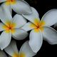 Hawaii Blume - Plumeria