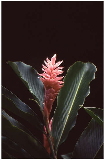 Hawaii Blumeninsel 1