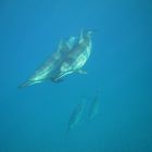 hawaii Dolphins in love