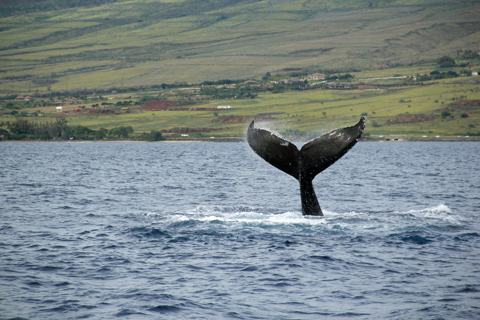 Hawaii - Maui Whale Watching in Lahaina