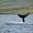 Hawaii - Maui Whale Watching in Lahaina