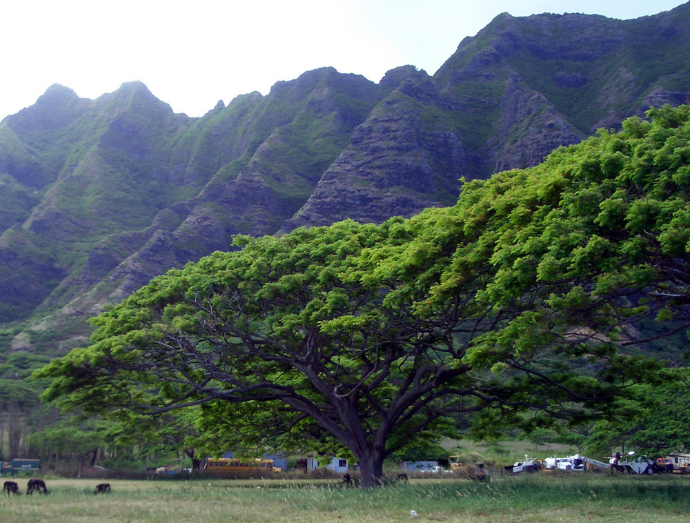 Hawaii - Ostküste