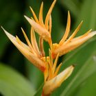 hawaiian bird of paradise