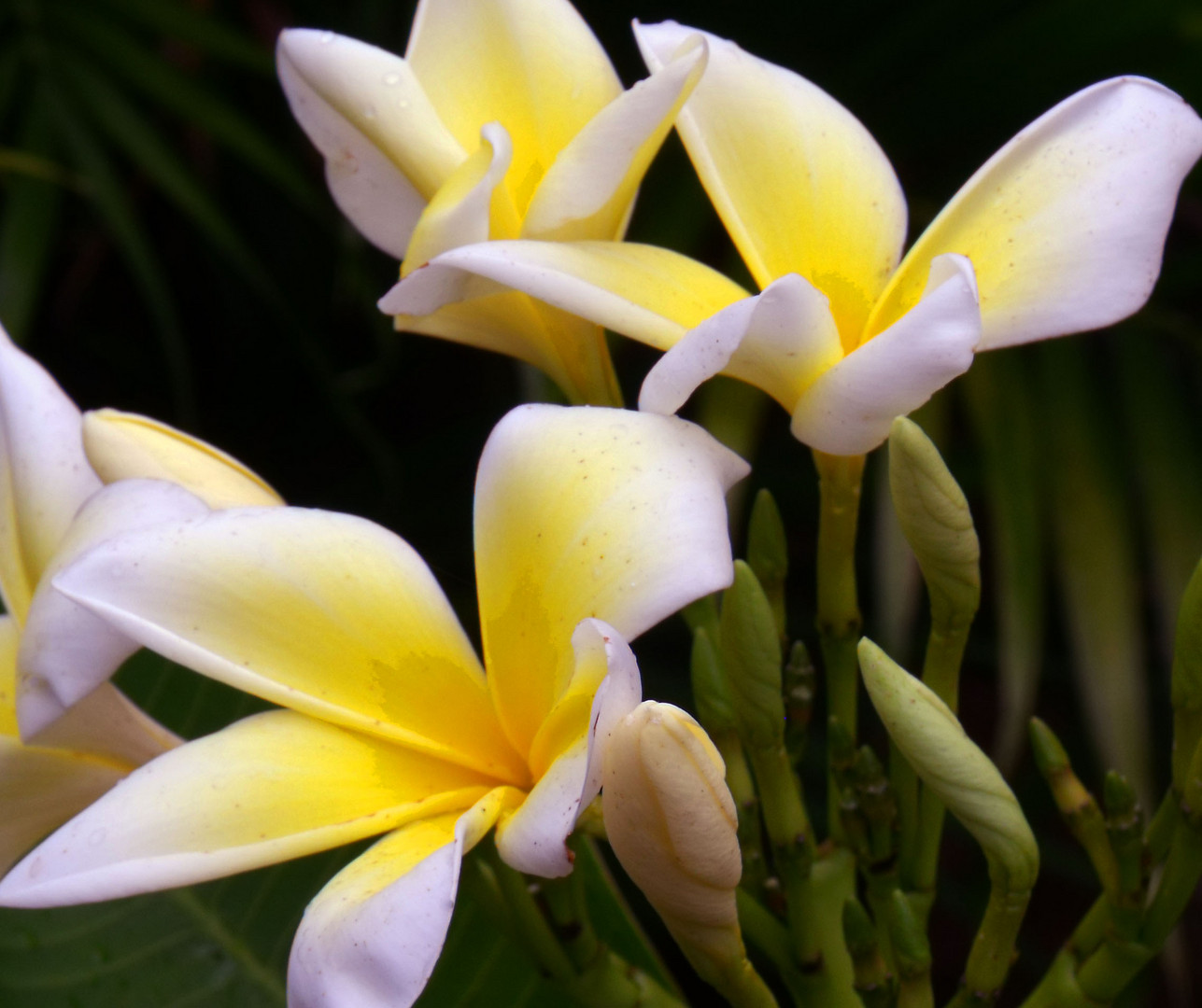 Hawaiian Flowers