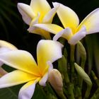 Hawaiian Flowers