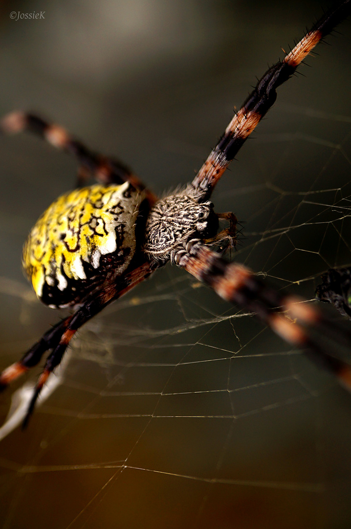 Hawaiian Garden Spider Foto Bild Tiere Wildlife Spinnen