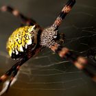 Hawaiian garden spider