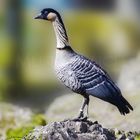 Hawaiian Goose/Hawaiigans