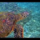Hawaiian Green Sea Turtle # 1