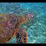 Hawaiian Green Sea Turtle # 1