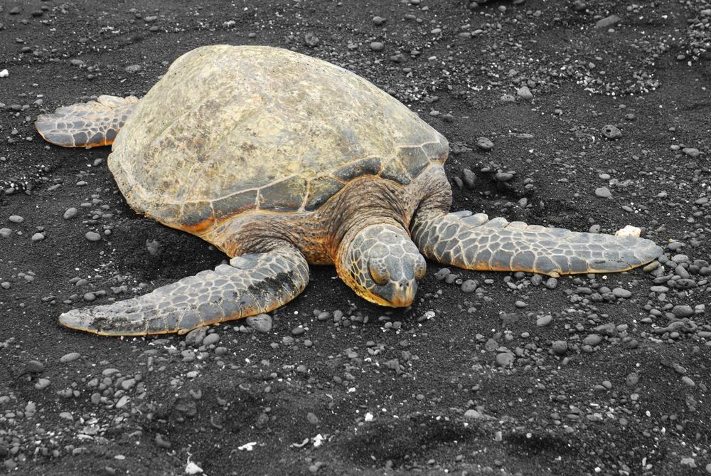 Hawaiian Green Sea Turtle