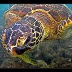 Hawaiian Green Sea Turtle # 2