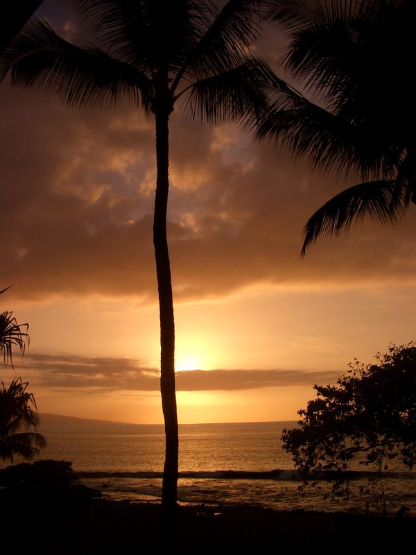 hawaiian palmtree