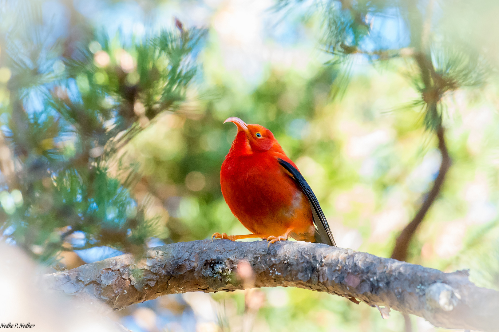 Hawaiian scarlet honney-creper