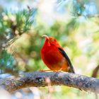 Hawaiian scarlet honney-creper