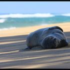 Hawaiian Seal