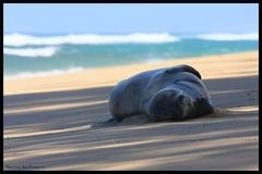 Hawaiian Seal