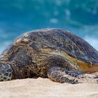 hawaiianische Wasserschildkröte