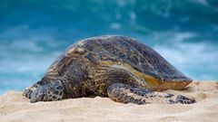 hawaiianische Wasserschildkröte