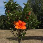 Hawaiianischer Hibiskus