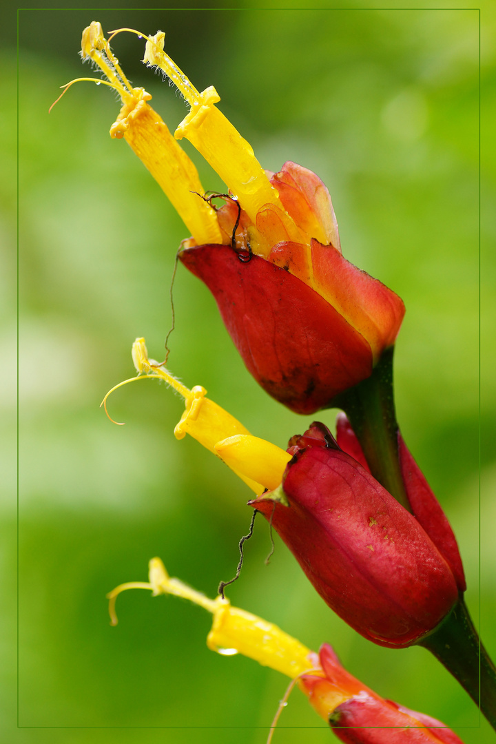 Hawaiiflowers