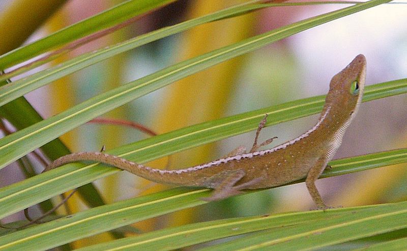 Hawaiin Gecko