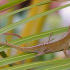 Hawaiin Gecko